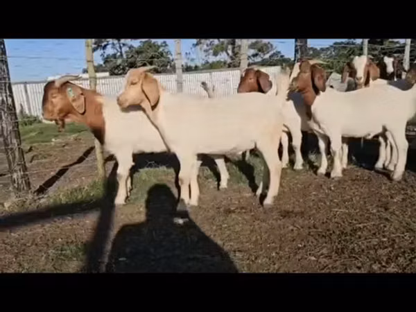 山羊（批次，未指定性别）, Boer goat