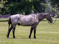 Hengst, Quarter Horse — Foto 2