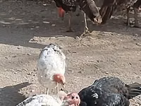 Turkeys — Foto 2