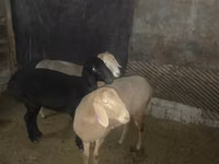 Schaf, Arashan sheep — Foto 2