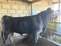 ثور, Swiss cattle — الصورة 2