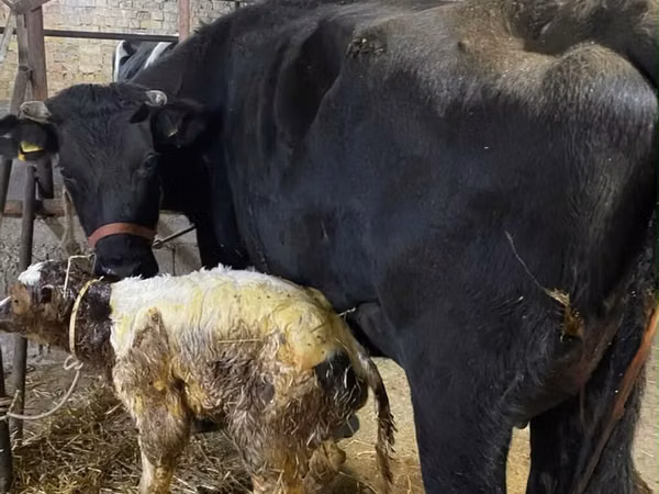 Vaca, Raza Alatau