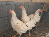 Brahma — photo 7