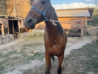 Stute, Thoroughbred horse — Foto 5