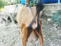 Ешкі, Alpine goat — 4-сурет