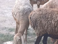 भेड़, Arashan sheep — फ़ोटो 3