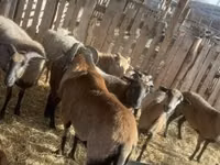 Widder, Cameroon sheep — Foto 1