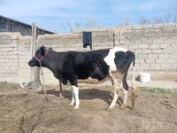 Sigir, Russian Black pied cattle — 4-rasm