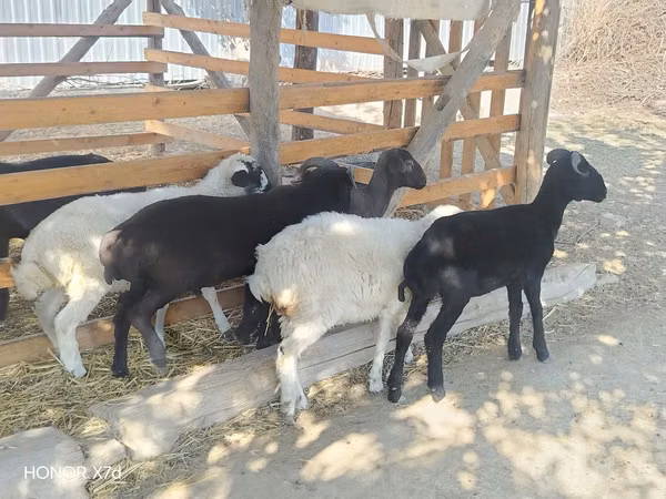 भेड़ें (लॉट, लिंग निर्दिष्ट नहीं), भेड़