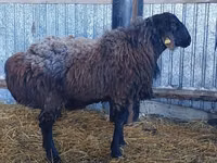 كبش, Hissar sheep — الصورة 1