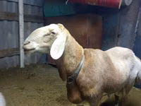 Qoʻchqor, Arashan sheep — 1-rasm