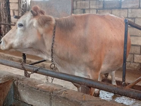 गाय, Simmental cattle