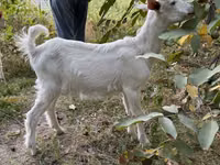 Taka, Saanen goat — 6-rasm