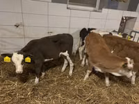 Sigir, Russian Black pied cattle — 3-rasm