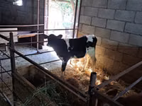 Toro, Raza Holstein — foto 6