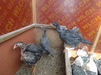 Chickens — फ़ोटो 7