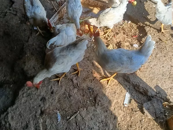 Chickens — Kirgisistan