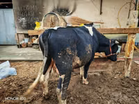 Bull, Cattle — photo 3