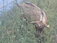 Ешкі, Alpine goat — 1-сурет