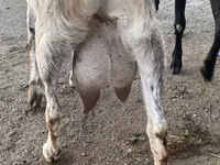 Ziege, Nubian Goat — Foto 2