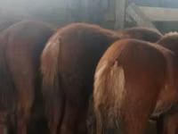 Hengst, Kazakh horse — Foto 2