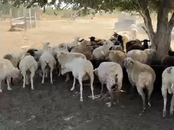 أغنام (دفعة، الجنس غير محدد), الأغنام — كازاخستان