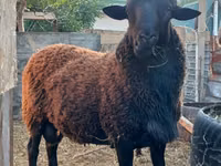 Qoʻchqor, Romanov sheep — 1-rasm