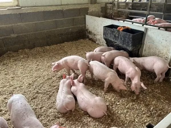 Schweine (Partie, Geschlecht nicht angegeben), 