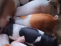 Schweine (Partie, Geschlecht nicht angegeben) — Foto 1