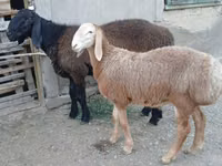 كبش, Arashan sheep — الصورة 3