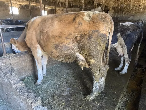 بقرة, Swiss cattle