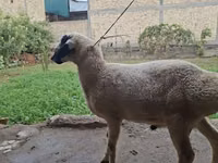Widder, Blackheaded Persian sheep — Foto 2