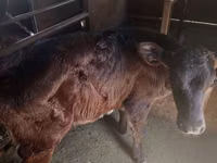 Rinder (Partie, Geschlecht nicht angegeben), Russian Black pied cattle — Foto 3
