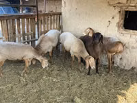Widder, Arashan sheep — Foto 7