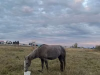 Toychoq, Horse breed — 5-rasm