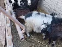 母山羊, Goats — 照片 1
