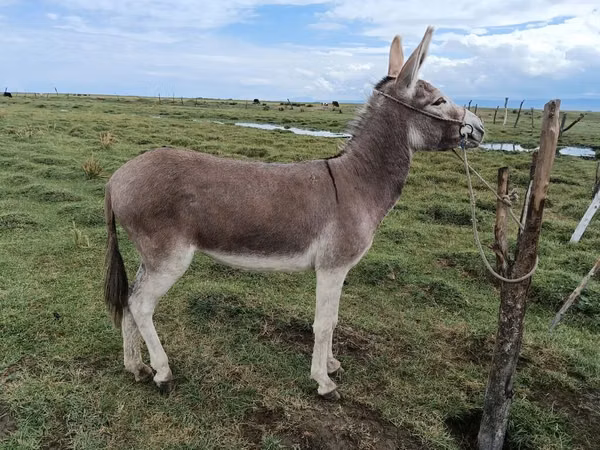 فرس, الخيول — قيرغيزستان