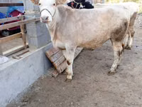 Kuh, Simmental cattle — Foto 1