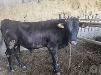Bulle, Red Estonian cattle — Foto 5