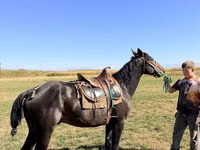 Hengst, Karachay horse — Foto 4