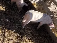 Eber, Schweine — Foto 4