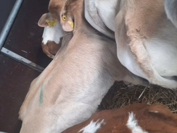 Buqa, Simmental cattle