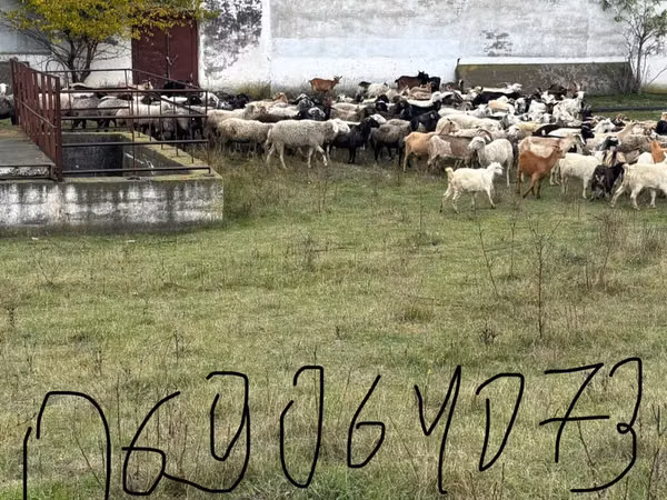 Ziege, Ziegen