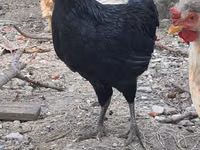 Chickens — الصورة 2