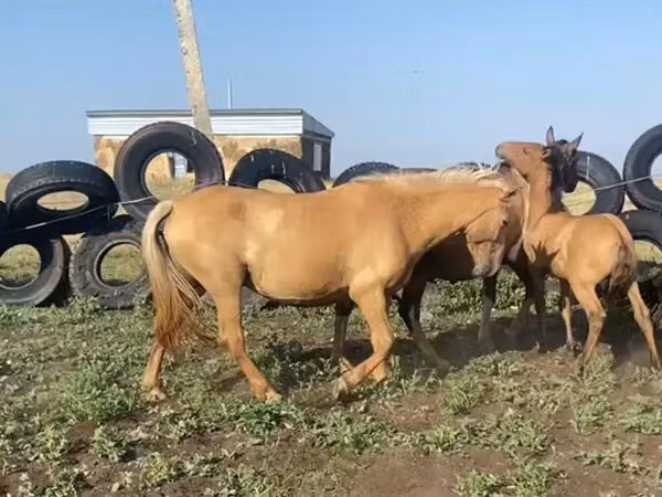 فرس, Kazakh horse — كازاخستان