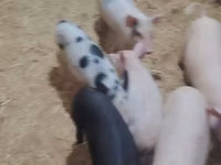 Schweine (Partie, Geschlecht nicht angegeben), Schweine — Foto 3