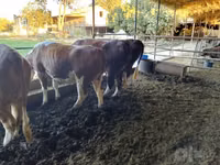 Sigir, Simmental cattle — 6-rasm