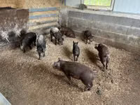 Schweine (Partie, Geschlecht nicht angegeben) — Foto 7