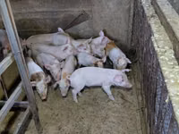 Schweine (Partie, Geschlecht nicht angegeben) — Foto 2