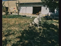 母山羊, Saanen goat — 照片 2